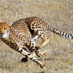 Il ghepardo attiva la chetogenesi per correre a 100 km l'oro